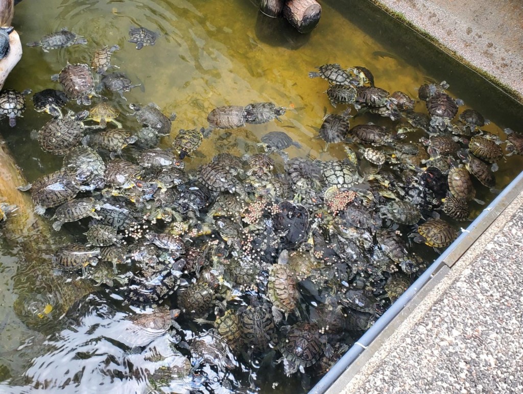 香港兩棲及爬蟲協會曾德華公園拯救龜隻，數量高達二百隻。 （香港兩棲及爬蟲協會提供圖片）